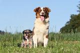 BERGER AUSTRALIEN - ADULT & PUPPY 013